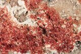 Ruby Red Vanadinite Crystals on Barite - Morocco #196340-1